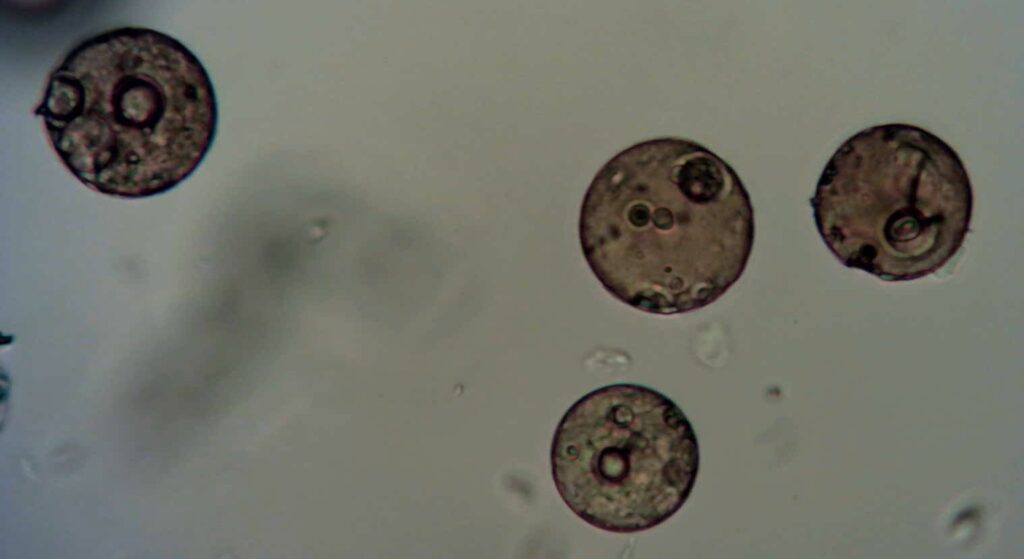 Enzyme carrier EC-0045, wet
